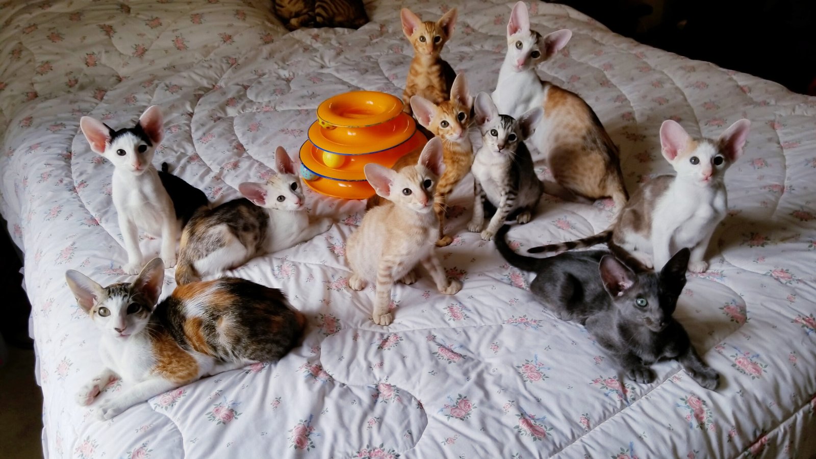 Oriental Kittens for sale1