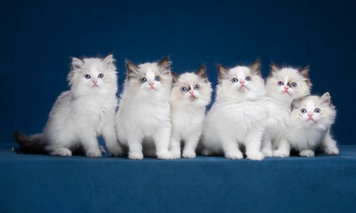 Ragdoll Kittens for sale