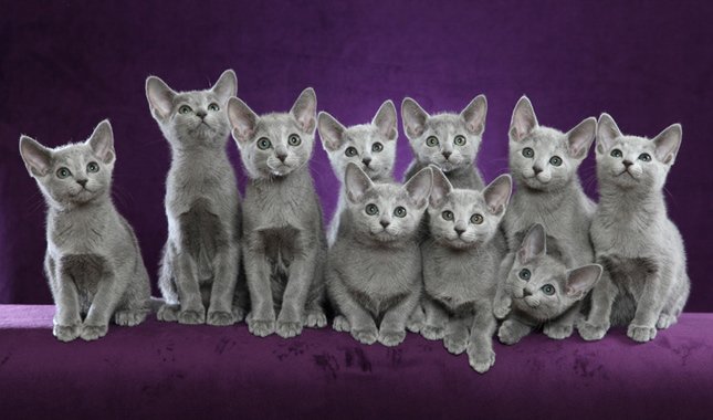 Russian Blue Kittens for sale