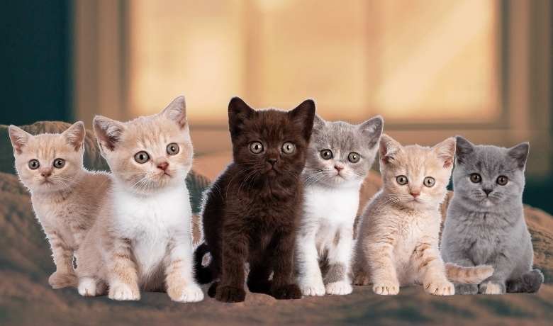 british shorthair Kittens for sale1